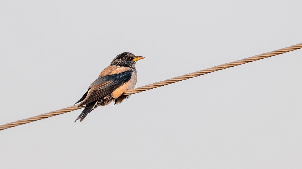 Rosy Starling